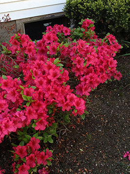 Pink Flowers